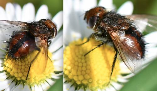 Gonia ornata